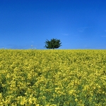 Rapsfeld im Westerwald