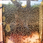 Bienenvolk und Waben 1