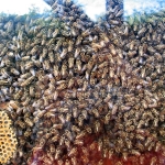 Bienenvolk und Waben 2