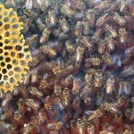 Bienenvolk und Waben 3