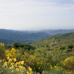 Berglandschaft im Juni, wenn der Ginster blüht