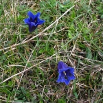 Frühling in den Bergen