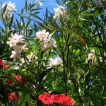 Oleander im Mühlgraben