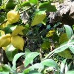 Zitrone an der Terrasse