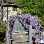 Blühende Glyzinie auf der Brücke zu Ostern