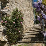 Wilde Rose am Haus