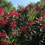 Oleander am Haupthaus