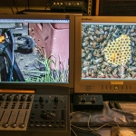 Produktion "Cantus Apium" im Studio Naleppa Audio Productions Photo: Naleppa